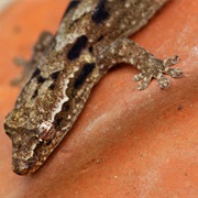 'Eua Forest Gecko