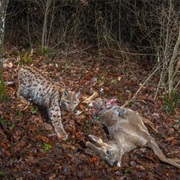 Haut Jura RP/ Parc Jura, France / Switzerland