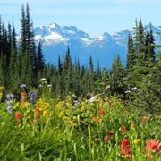Mount Revelstoke National Park