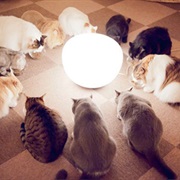 Cat Cafe Nekorobi - Tokyo, Japan