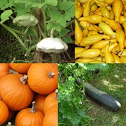 Cucurbita Pepo