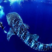 Blackfish Point, Utila, Bay Islands (Honduras)