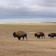 Thunder Basin National Grassland