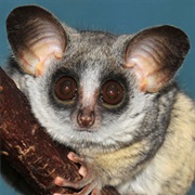 Galago