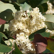 Detarium Microcarpum / Ntamajalan