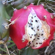 Moonlight Cactus (Harrisia)