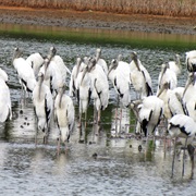 A Mustering of Storks