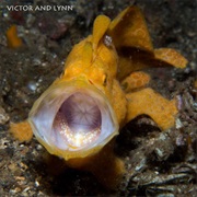 Frog Fish