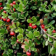 Red Fruit Bearberry (Arctostaphylos Rubra)