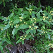 Oregon Myrtle (Umbellularia)
