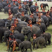 Surin Elephant Round Up, Thailand