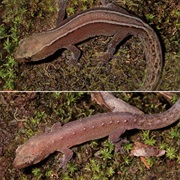 Paevala Nimble Gecko