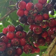 Syzygium Polycephalum