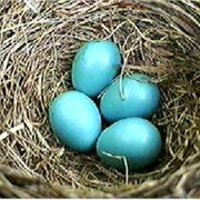 Robin Eggs