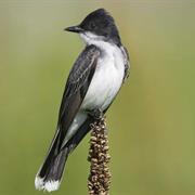 Eastern Kingbird