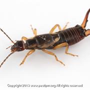 Earwigs
