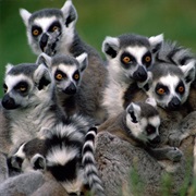 Visit the Lemurs of Madagascar