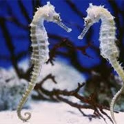 A Herd of Seahorses