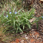 Scurvy Grass (Commelina Ensifolia)