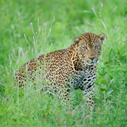 Meru National Park, Kenya
