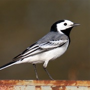 White Wagtail (Latvia)