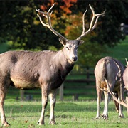 Pere David's Deer