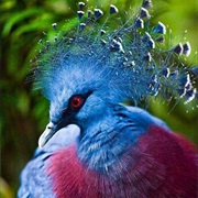 Victoria Crowed Pigeon