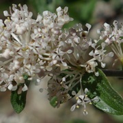 Deer Brier (Ceanothus Fendleri)