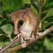 Robinson's Mouse Opossum
