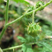 Sticky Nightshade (Solanum Sisymbriifolium)
