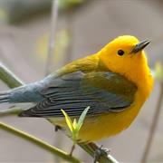 Prothonotary Warbler