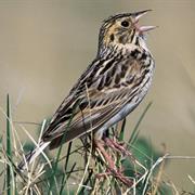 Baird's Sparrow