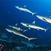 Sha'ab Rumi South, Sudan