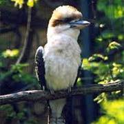 Lachende Kookaburra