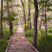 Sumter National Forest
