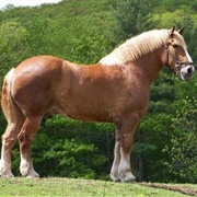 Ride a Belgian Horse in Belgium