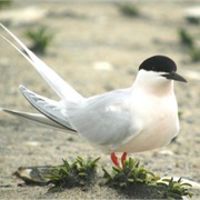 Roseate Tern