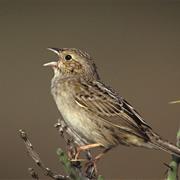 Cassin's Sparrow