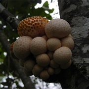 Digüeñe (Cyttaria Espinosae)