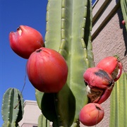 Arizona Queen of the Night (Peniocereus Greggii)