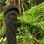 Vanuatu Rain Forests, Solomon Islands