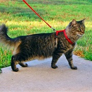 Walk a Cat