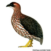 Djibouti Francolin