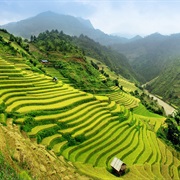 Paddy Fields, Vietnam