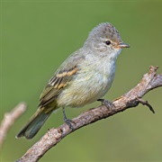 Southern Beardless-Tyrannulet (Comptostoma Obsoletum)
