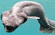 Frilled Shark