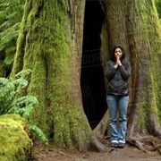 Explore Cathedral Grove (BC)