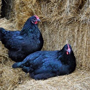 The Average Hen Lays 228 Eggs a Year