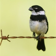 White-Collared Seedeater