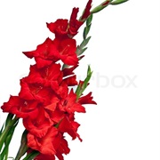 Gladiolus